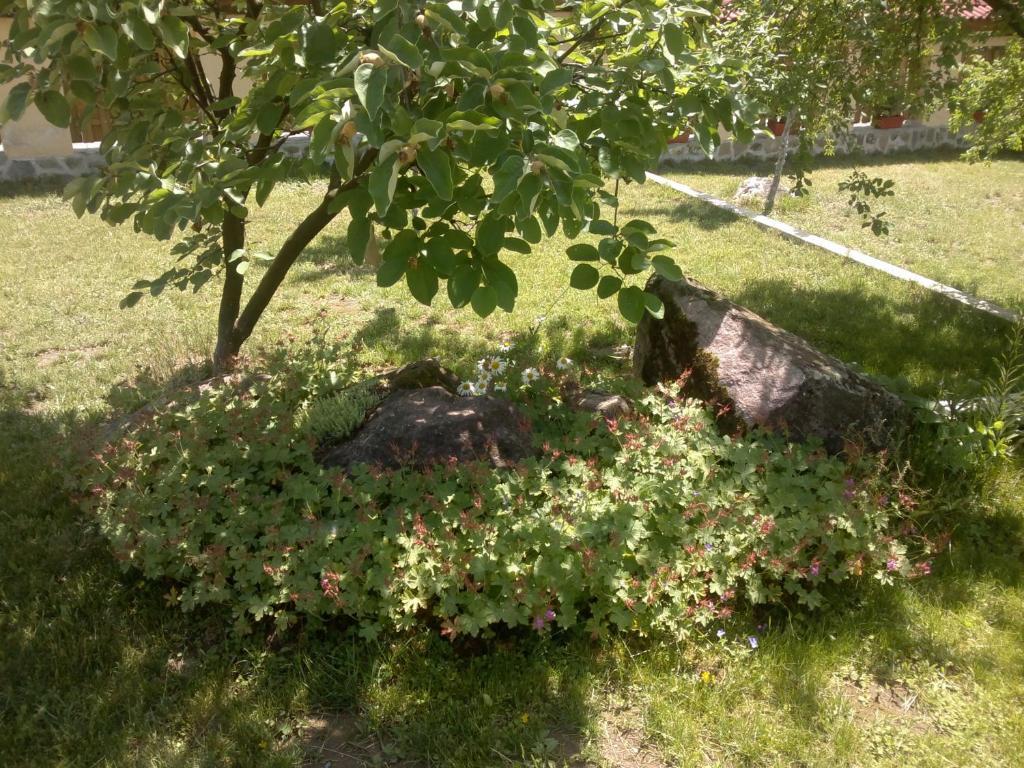 Villa Nanevi Teteven Buitenkant foto
